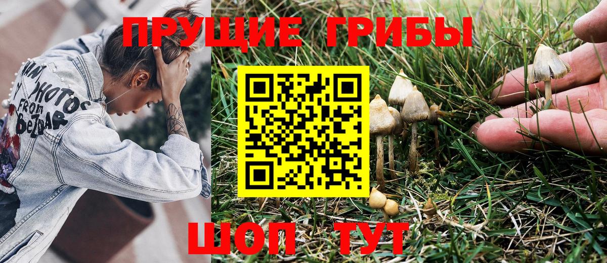 Псилоцибиновые грибы прущие грибы Тосно